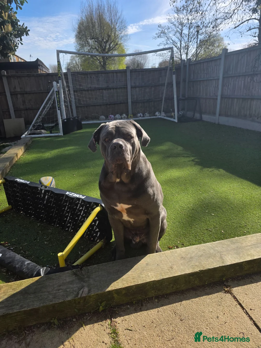 Cane Corso dogs for sale: ⭐️ ICCF 3 YEAR OLD MALE ⭐️ - Advert 1