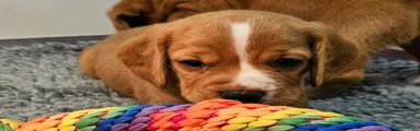 Male Puppy 2