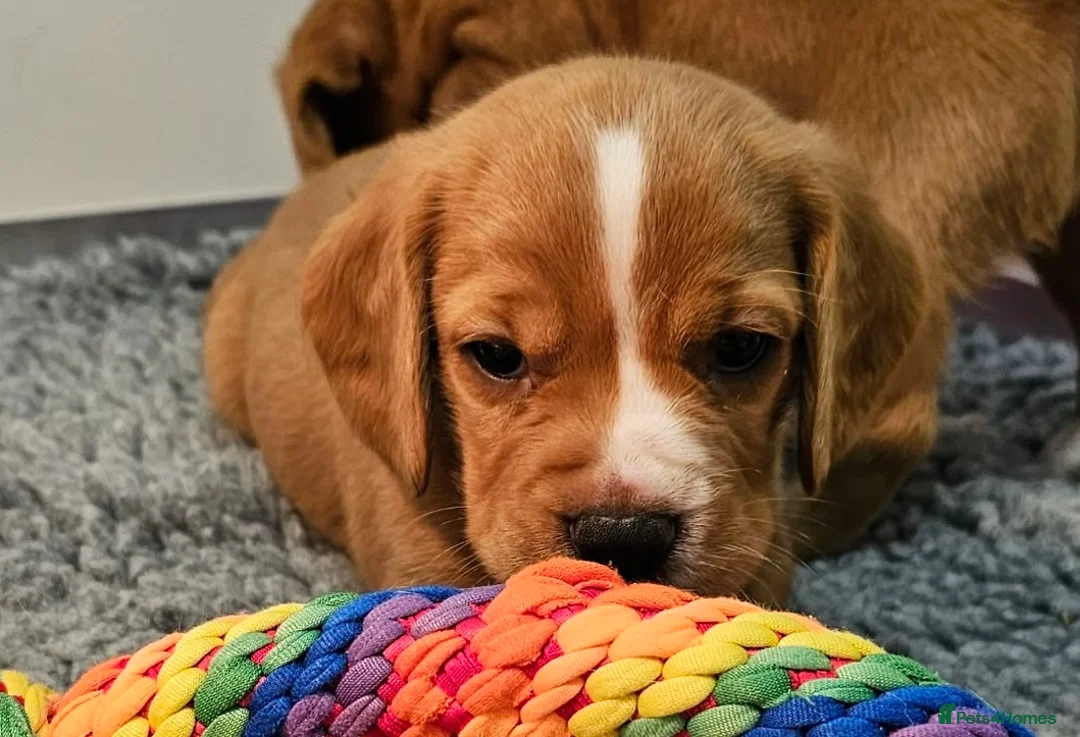 Bocker dogs for sale: Beautiful Red Bocker Pups - Ready 18.02.26 - Advert 13