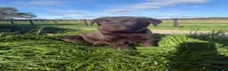 Labrador Retriever dogs for sale: Beautiful Labrador puppies chocolate and yellow  in Chulmleigh - Advert 5