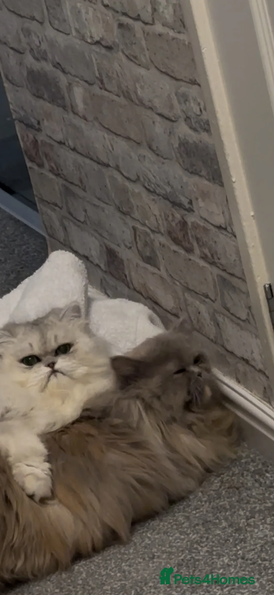 Persian cats for sale: Mango A Gorgeous Golden Doll faced Persian kitten - Advert 2