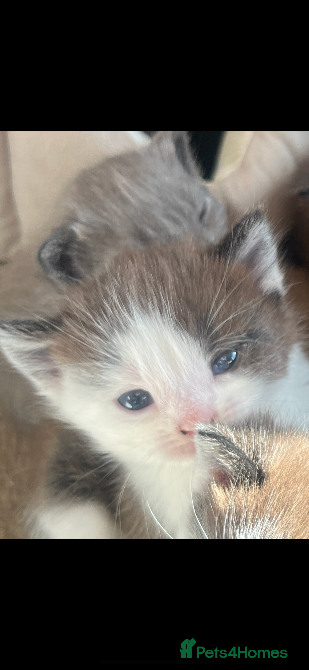 British Shorthair cats for sale: British shorthair x kittens - Image 10