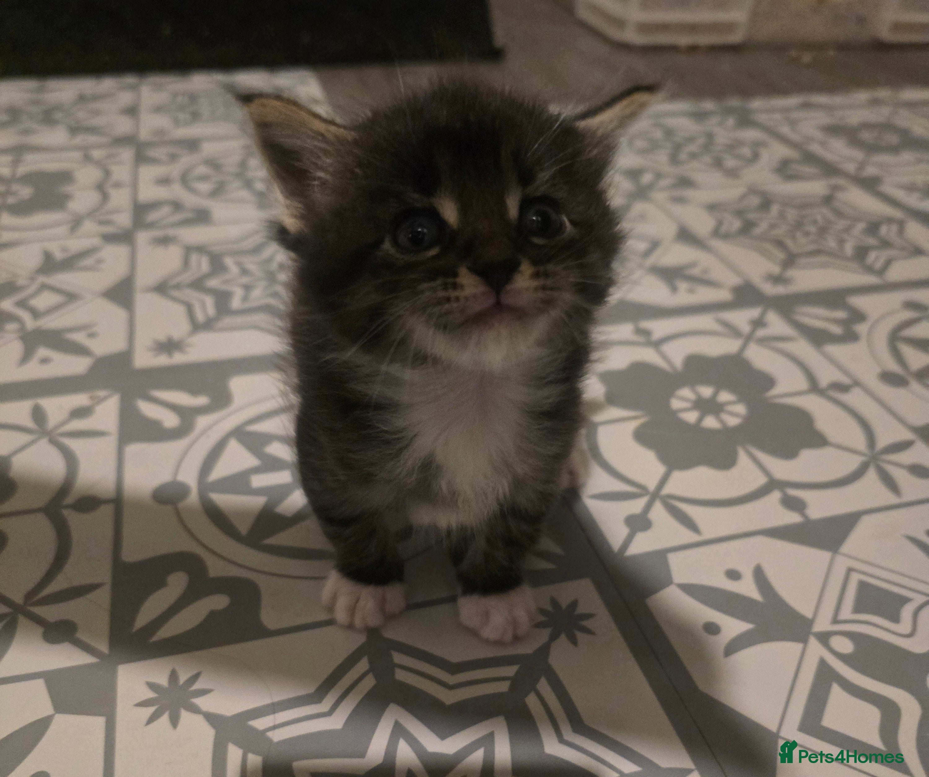 Maine Coon cats Beautiful Maine Coon cross kittens - Advert 7