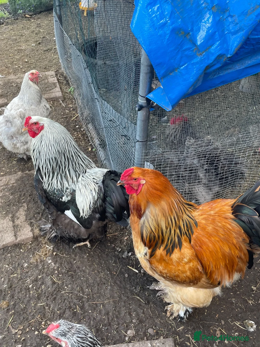 Chickens poultry for sale: Two very handsome brahma cockerels in Wisbech - Advert 1