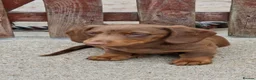 Miniature Dachshund dogs for sale: READY NOW Full Vaccination Dachshund Flufy & Smoth - Advert 17