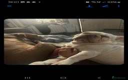 French Bulldog dogs for sale: Sad sale  - Image 2