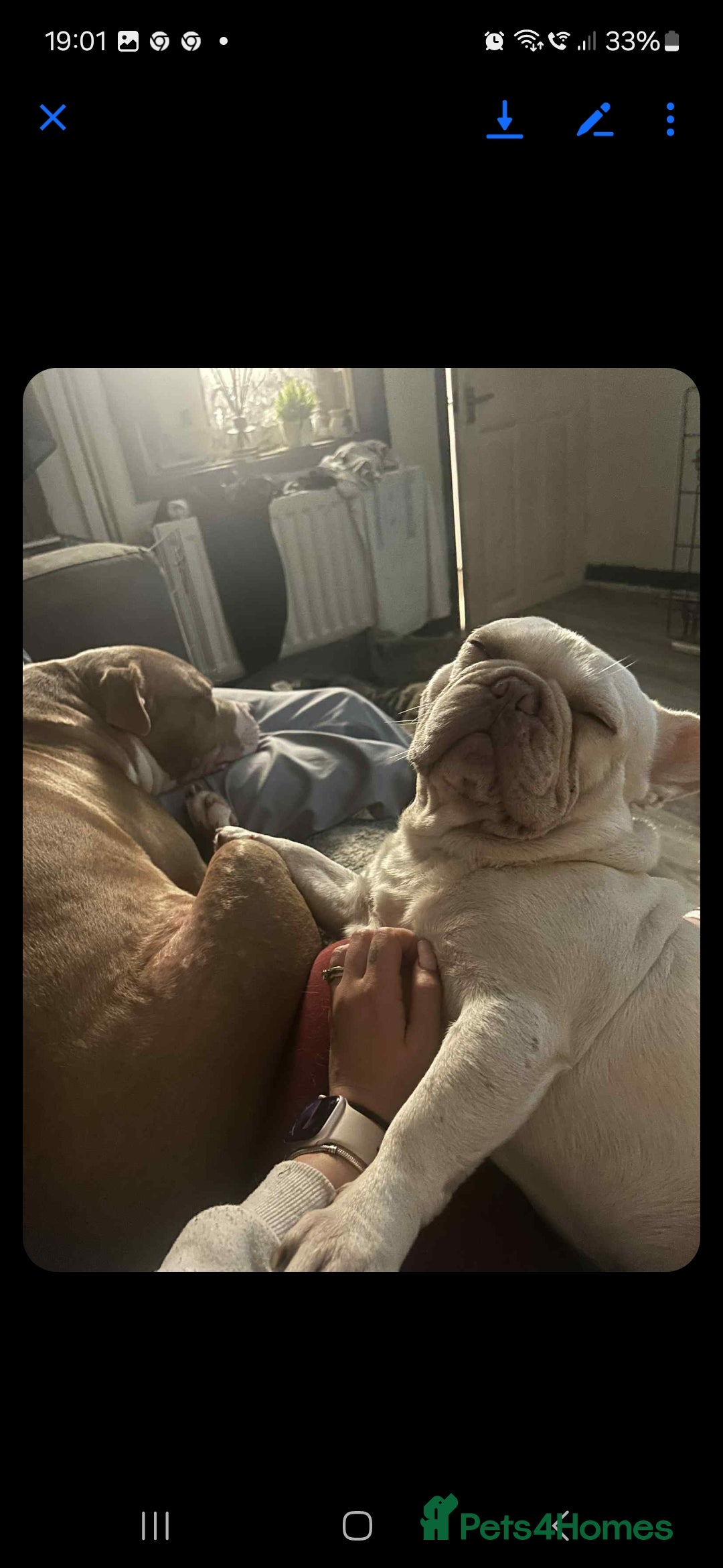 French Bulldog dogs for sale: Sad sale  - Image 2