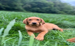 Labrador Retriever dogs for sale: exceptional dark fox red puppies - Image 1