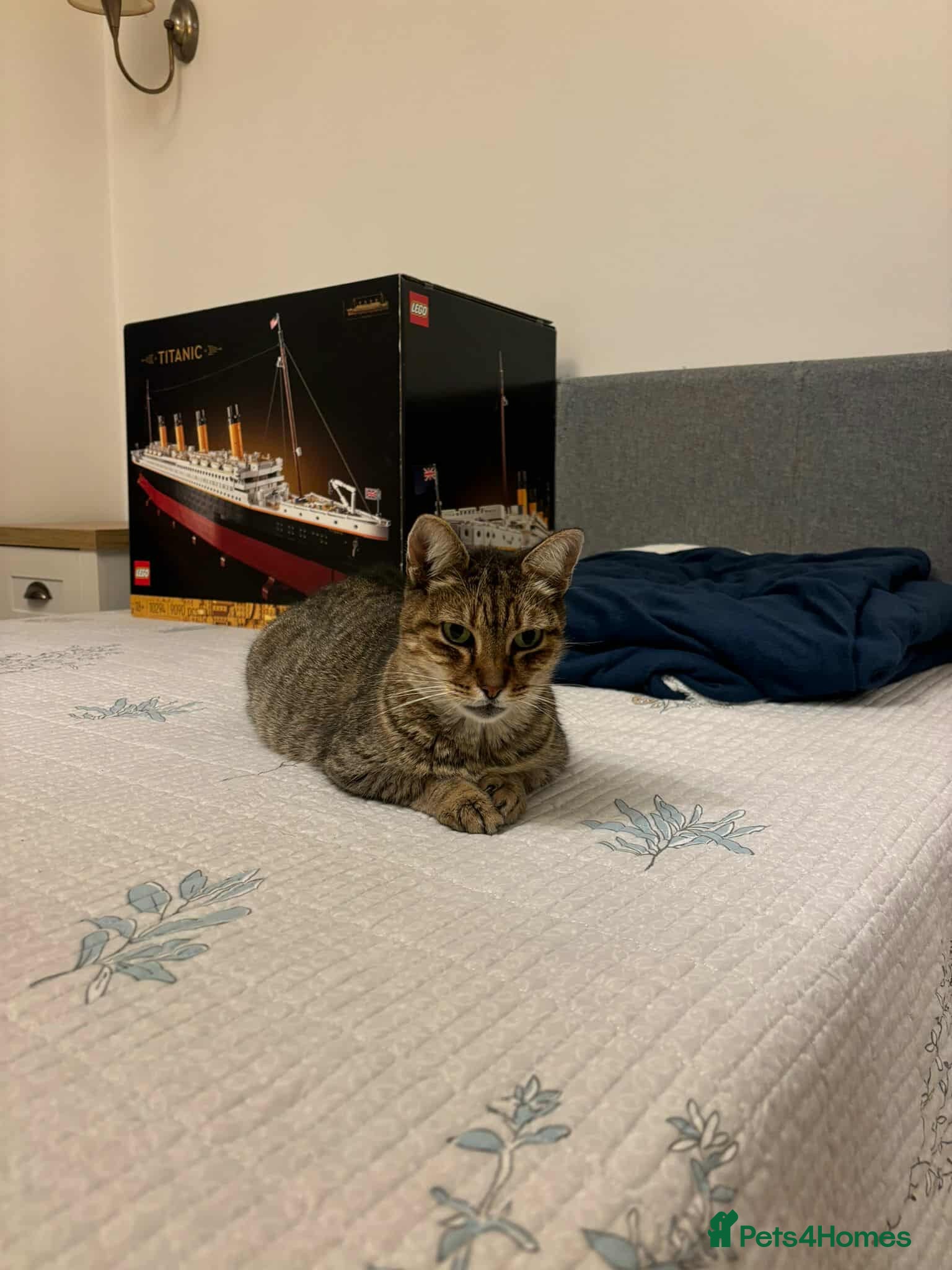 Mixed Breed cats Athena for adoption - Advert 1