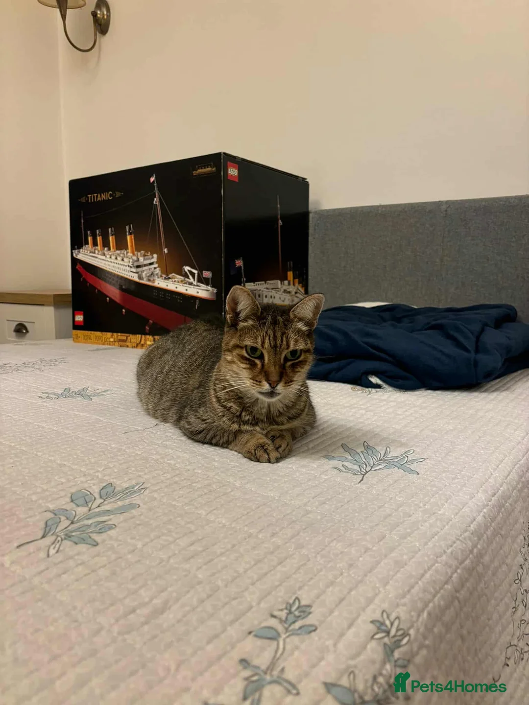 Mixed Breed cats for adoption: Athena for adoption - Advert 1