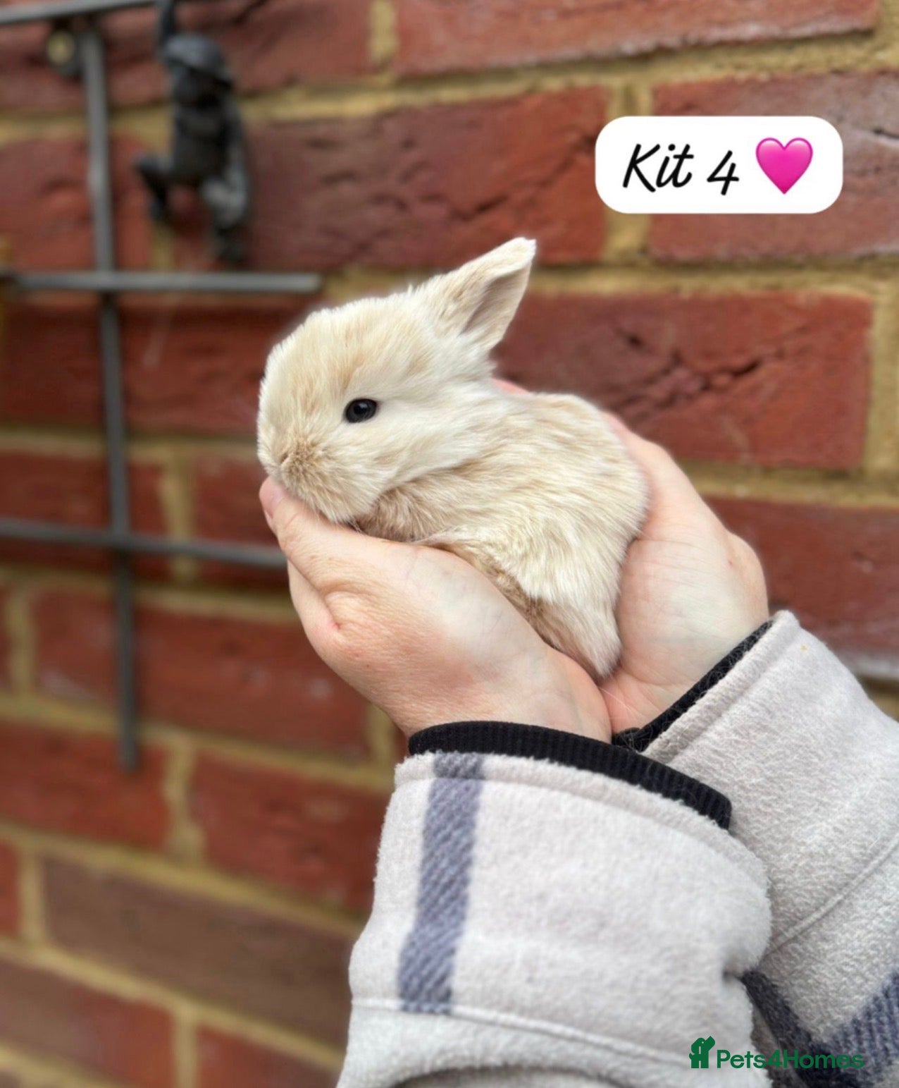 Mini Lop rabbits 🐰Purebred Mini Lop Rabbits 🐰 - Advert 6