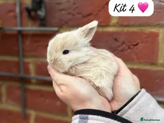 Mini Lop rabbits 🐰Purebred Mini Lop Rabbits 🐰 - Advert 6