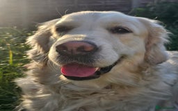 Golden Retriever dogs for sale: Adorable Golden boys for sale  - Advert 2