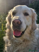 Golden Retriever dogs Adorable Golden boys for sale - Advert 5