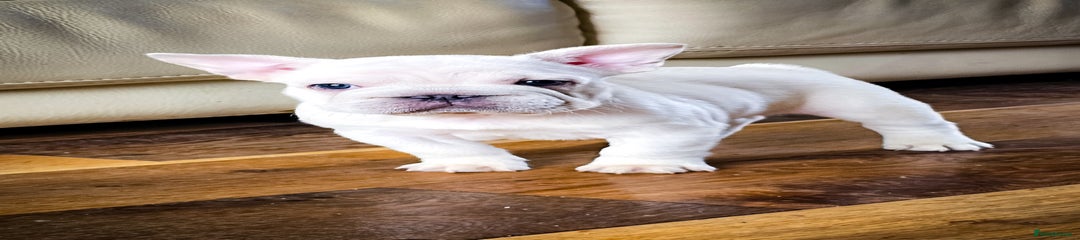 French Bulldog Puppy 3