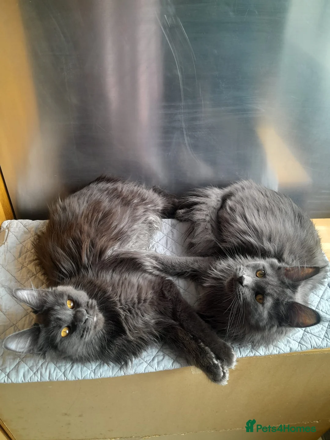 Maine Coon cats for sale: 2 solid blue&solid white Maine coon girls TICA - Advert 8