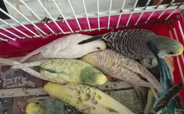 Budgerigars birds - Advert 3