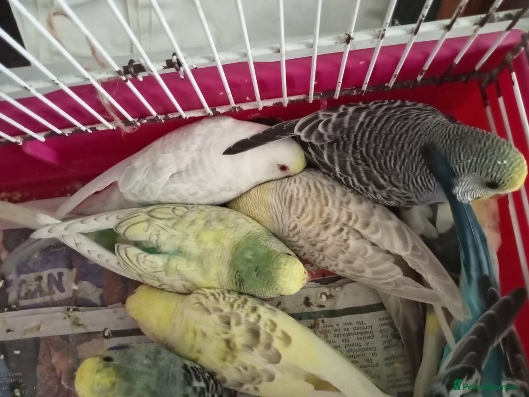 Budgerigars birds for sale: Baby budgies for sale  - Image 1