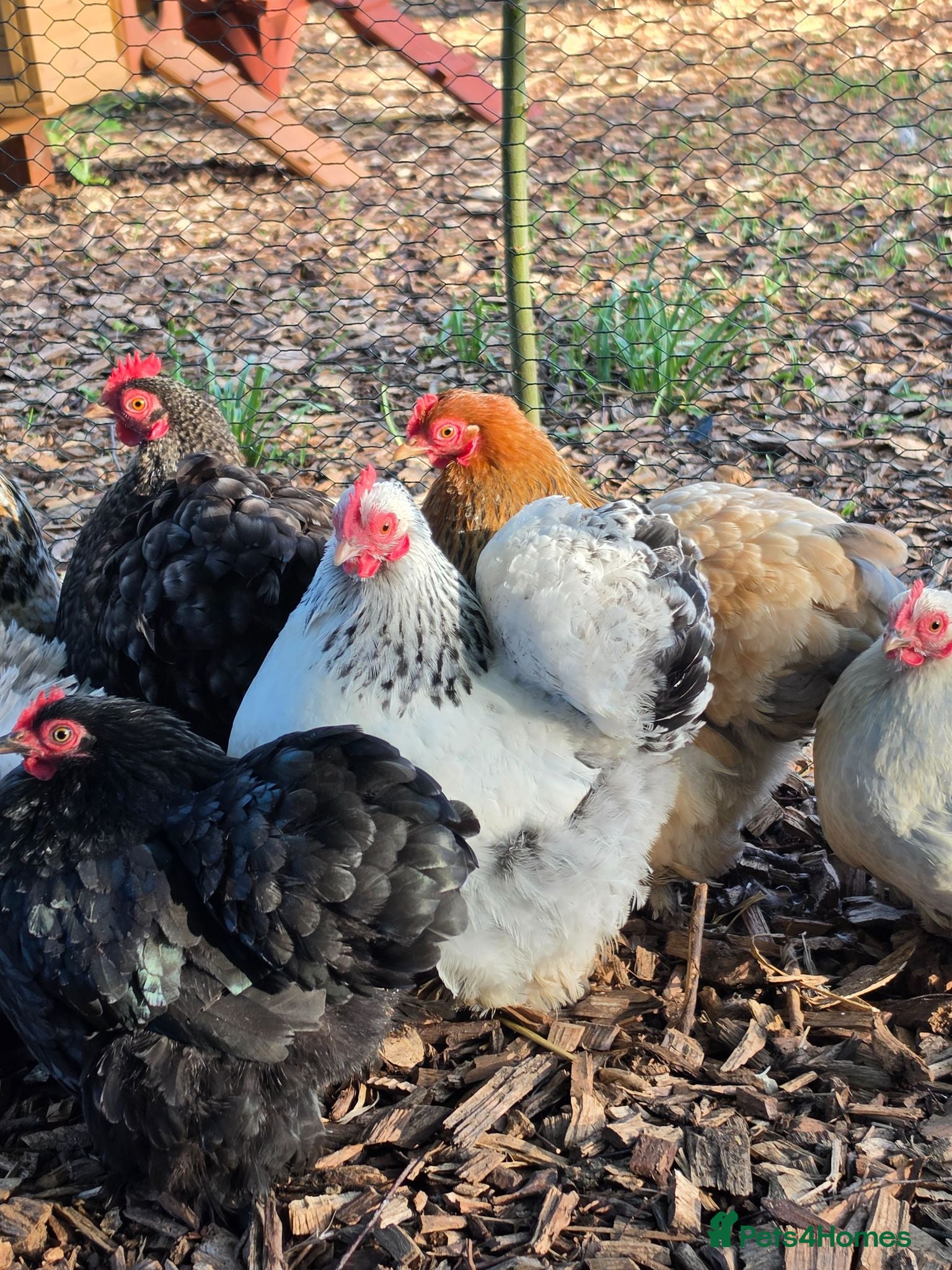 Chickens poultry Female Pekins for sale.  - Advert 10