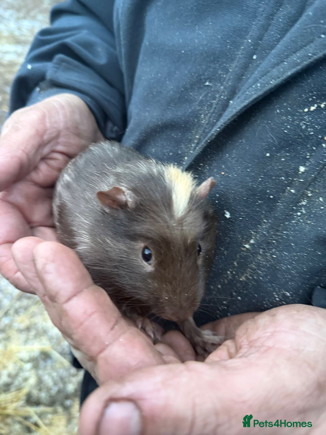 Guinea Pig rodents for sale: 20 lovely guinea pigs for sale  - Advert 23