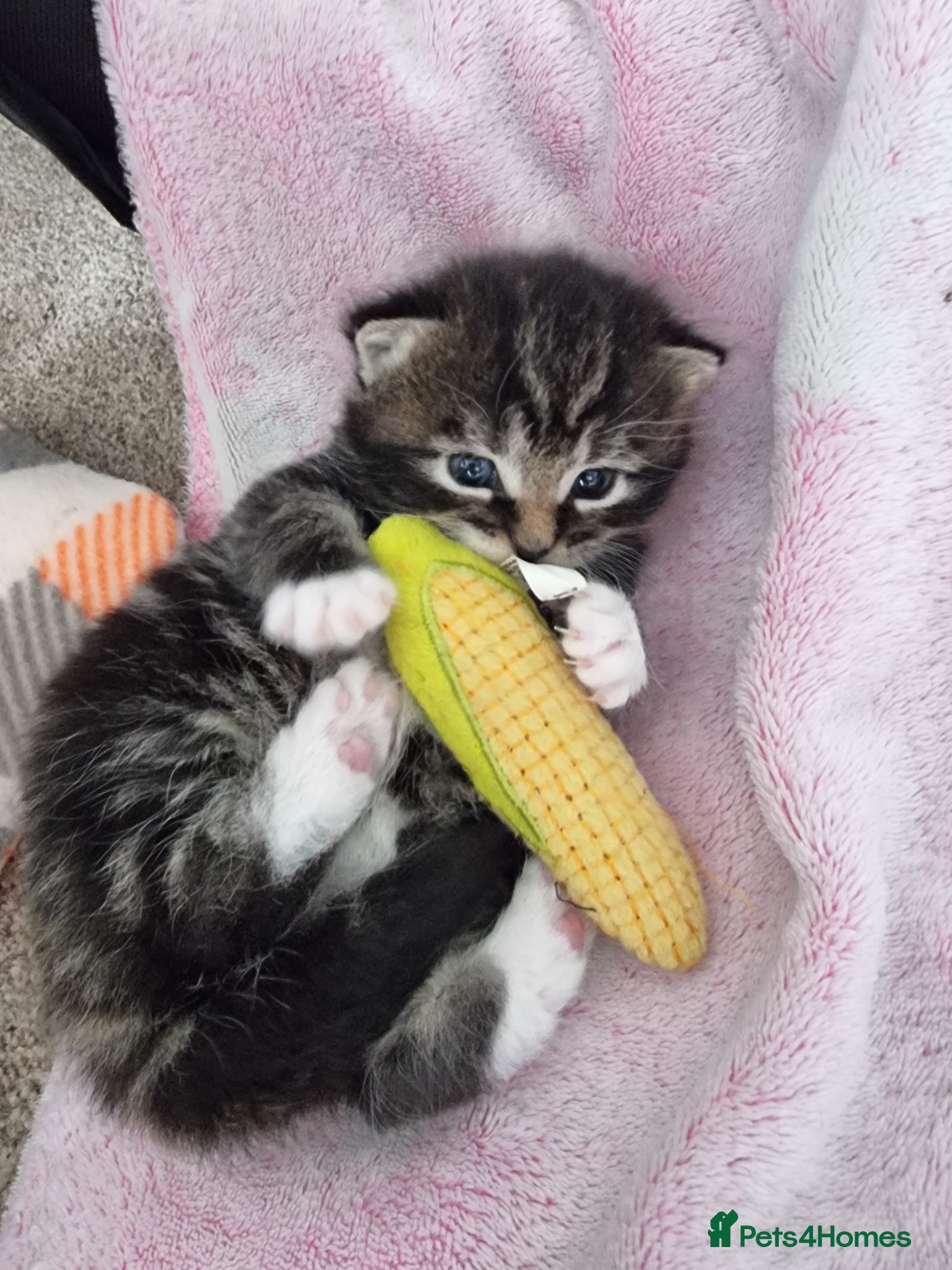 Domestic Shorthair cats Three kittens looking for the best homes - Advert 10