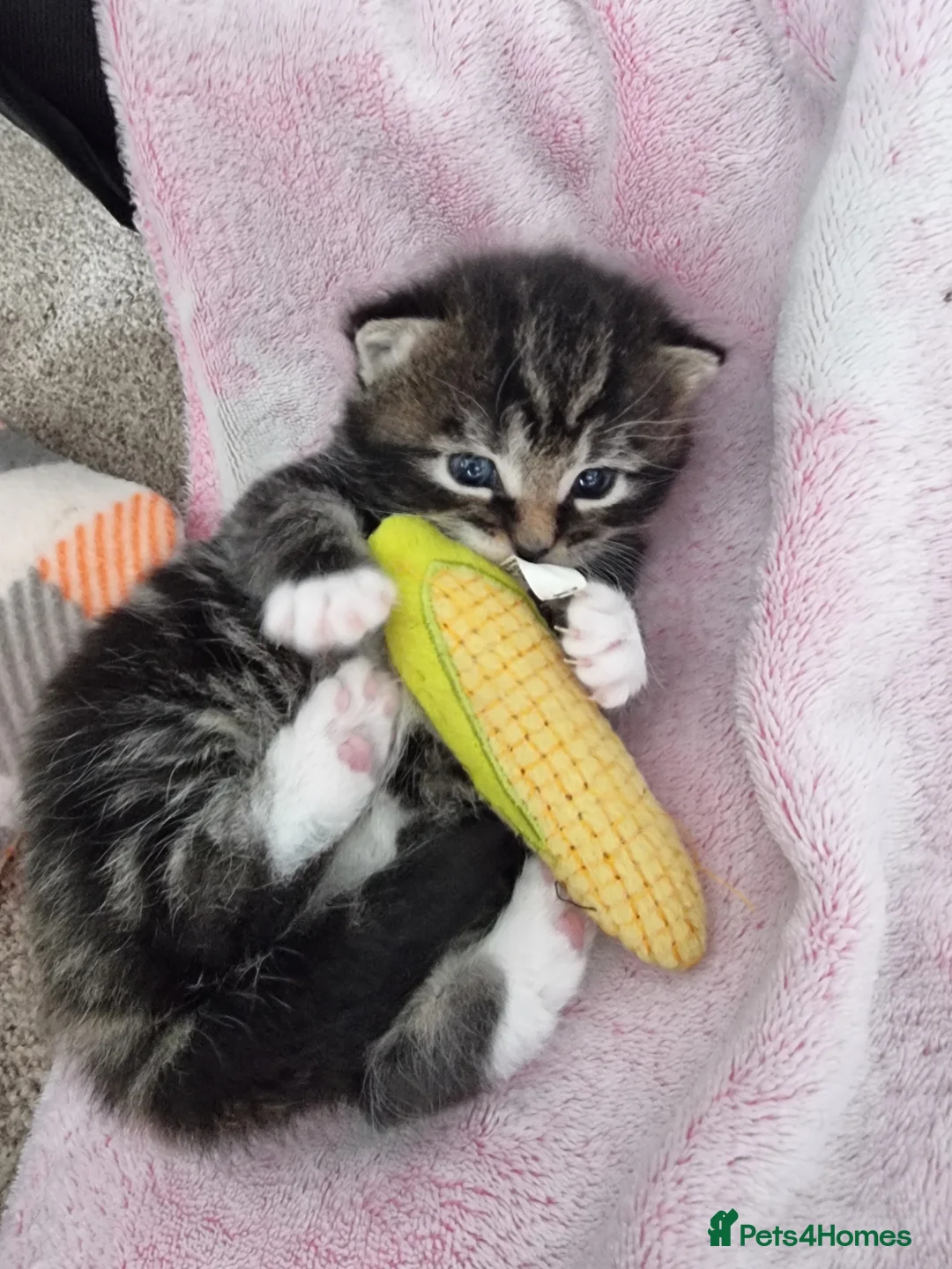 Domestic Shorthair cats for sale: Three kittens looking for the best homes in Spalding - Advert 17