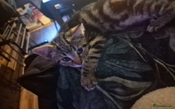 Domestic Shorthair cats for sale: 2 beautiful girls for sale  - Image 6