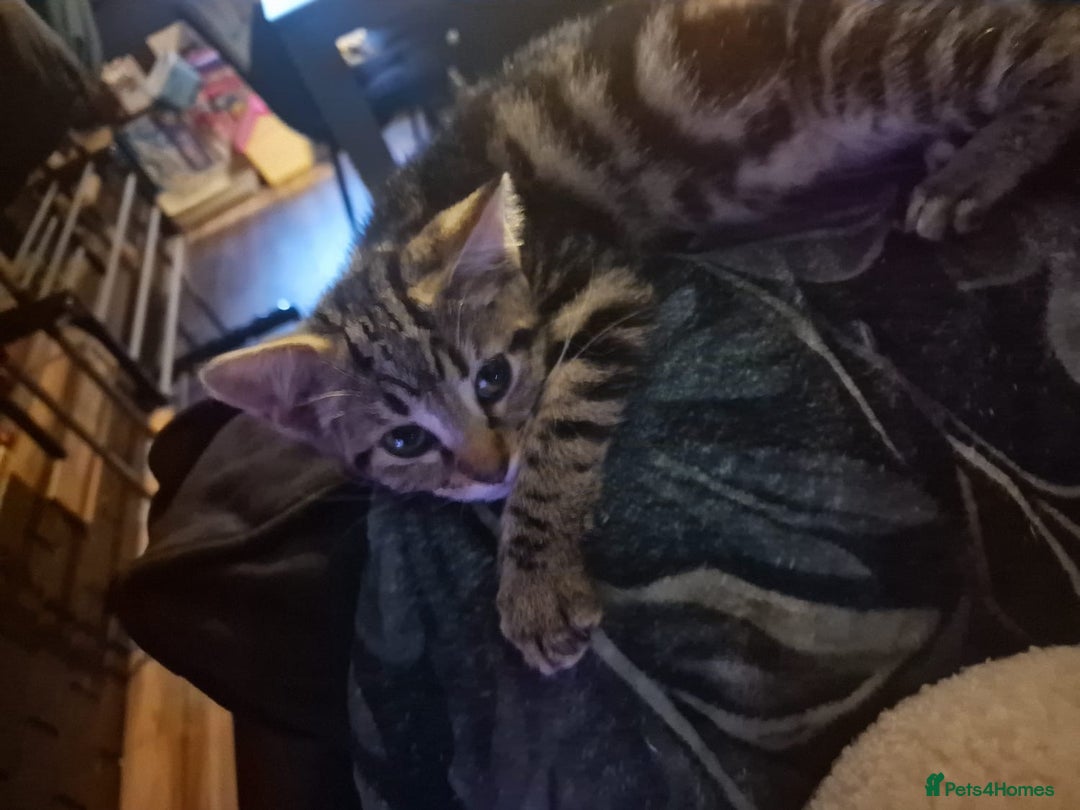 Domestic Shorthair cats for sale: 2 beautiful girls for sale  - Image 6