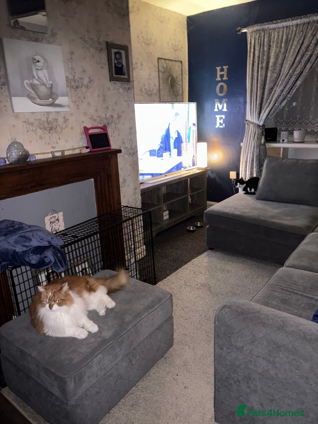 Persian cats for sale: Ginger big boy half Persian  - Image 2