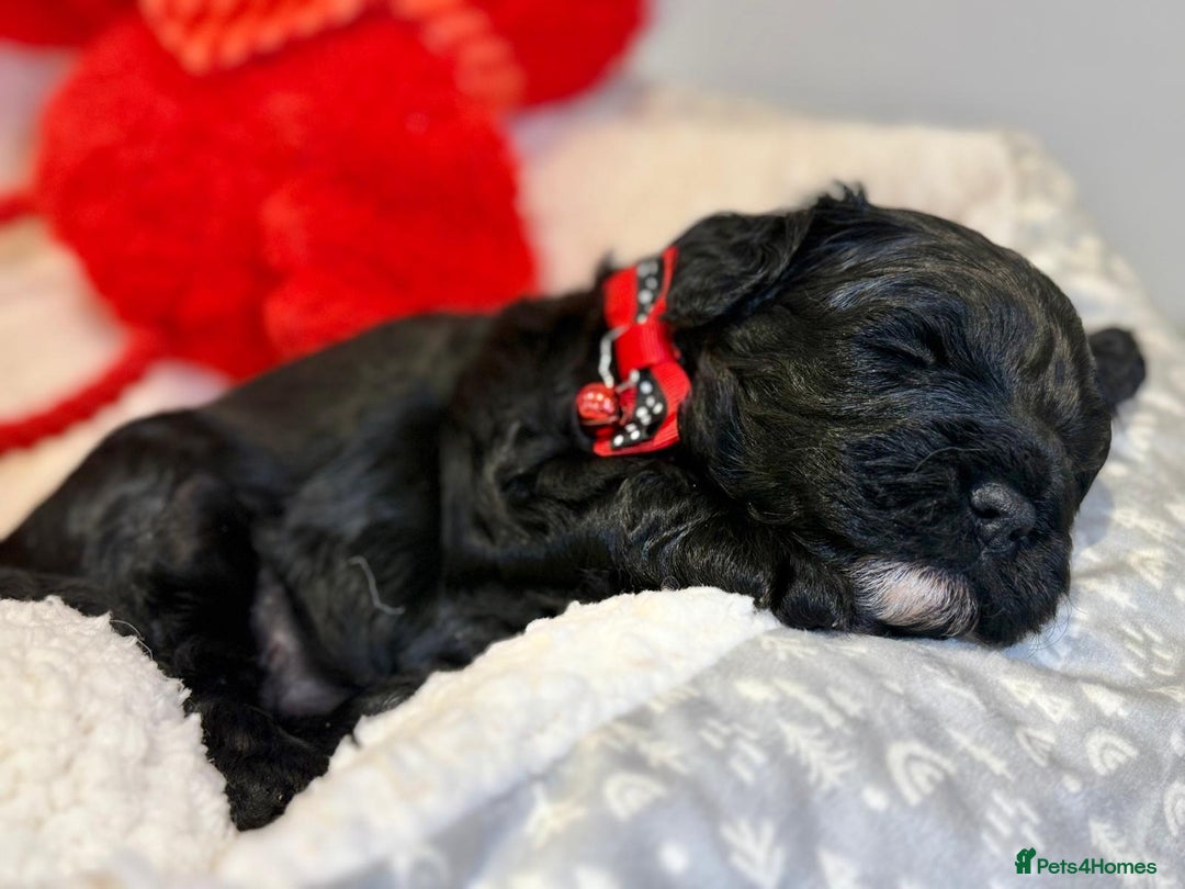 Cavapoo dogs for sale: Black Cavapoo F1 girl available 🐾👸 - Advert 4