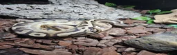 Python Snake reptiles for sale: Ball python het lavender pied  - Advert 1