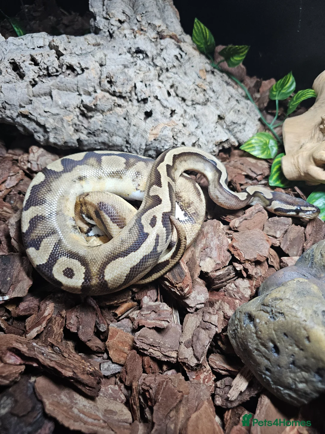 Python Snake reptiles for sale: Ball python het lavender pied  - Advert 1