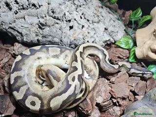 Python Snake reptiles Ball python het lavender pied - Advert 6