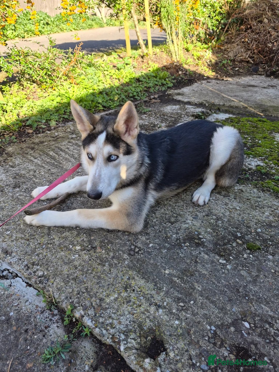 Shepsky dogs for sale: Shepsky - Advert 1