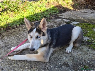 Shepsky dogs Shepsky - Advert 1