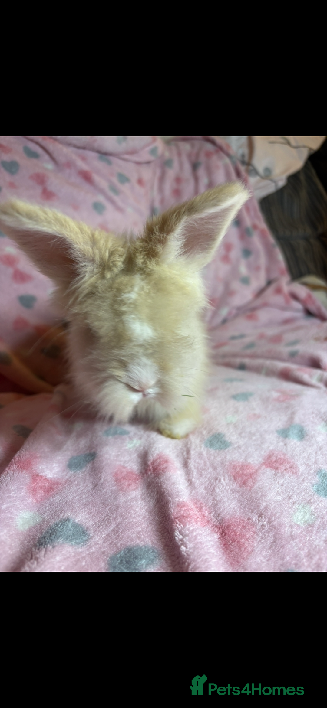 Angora rabbits for sale: Gorgeous fluffy little angora baby bunnies - Image 1