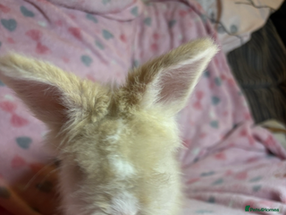 Angora rabbits - Advert 1