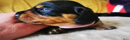 Miniature Dachshund dogs for sale: KC Stunning litter of girls 💗 - Advert 11