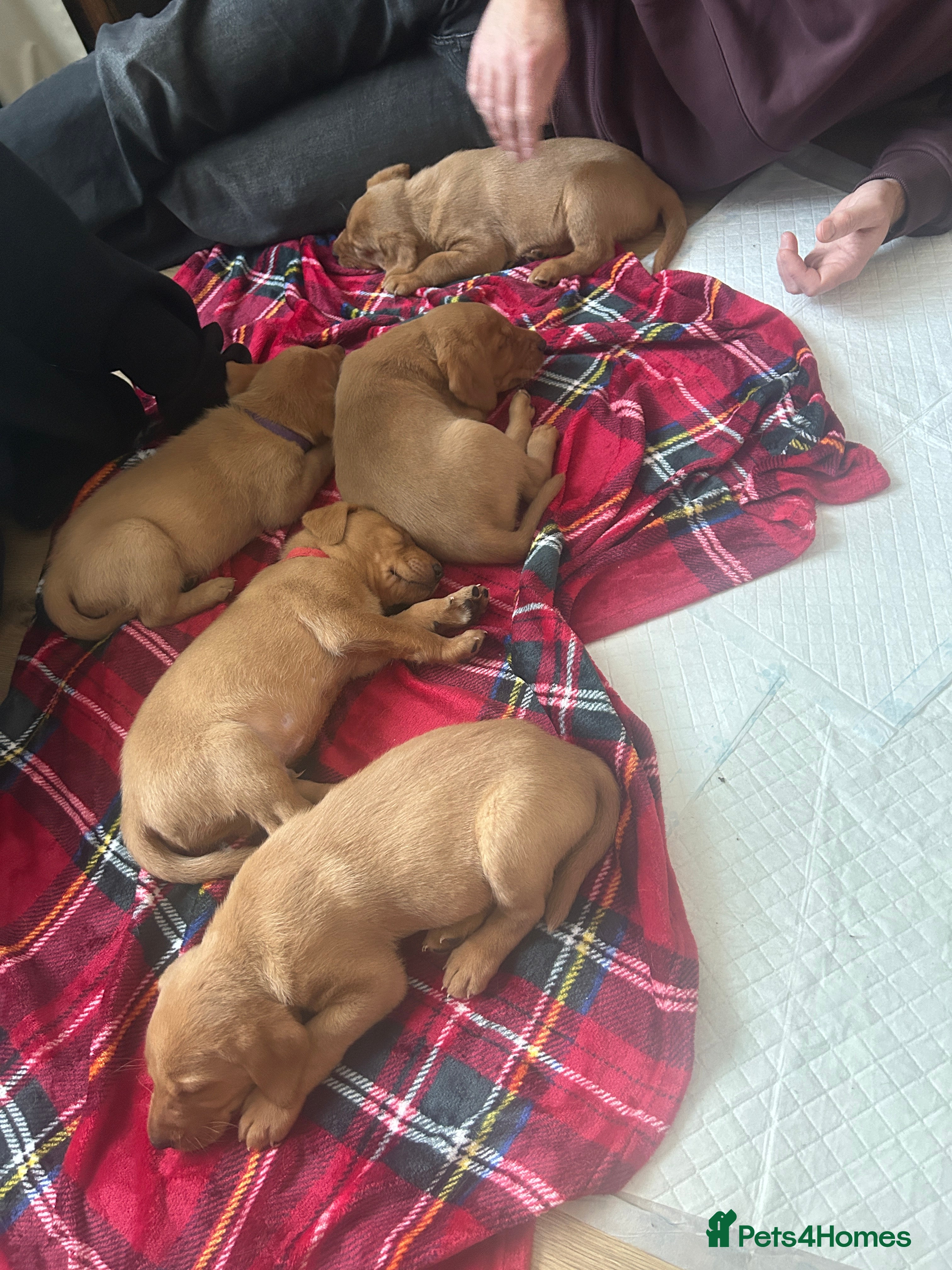 Labrador Retriever dogs Kc Labrador Retriever Red fox only 5 available  - Advert 6