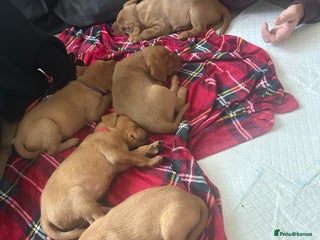 Labrador Retriever dogs Kc Labrador Retriever Red fox only 5 available - Advert 6