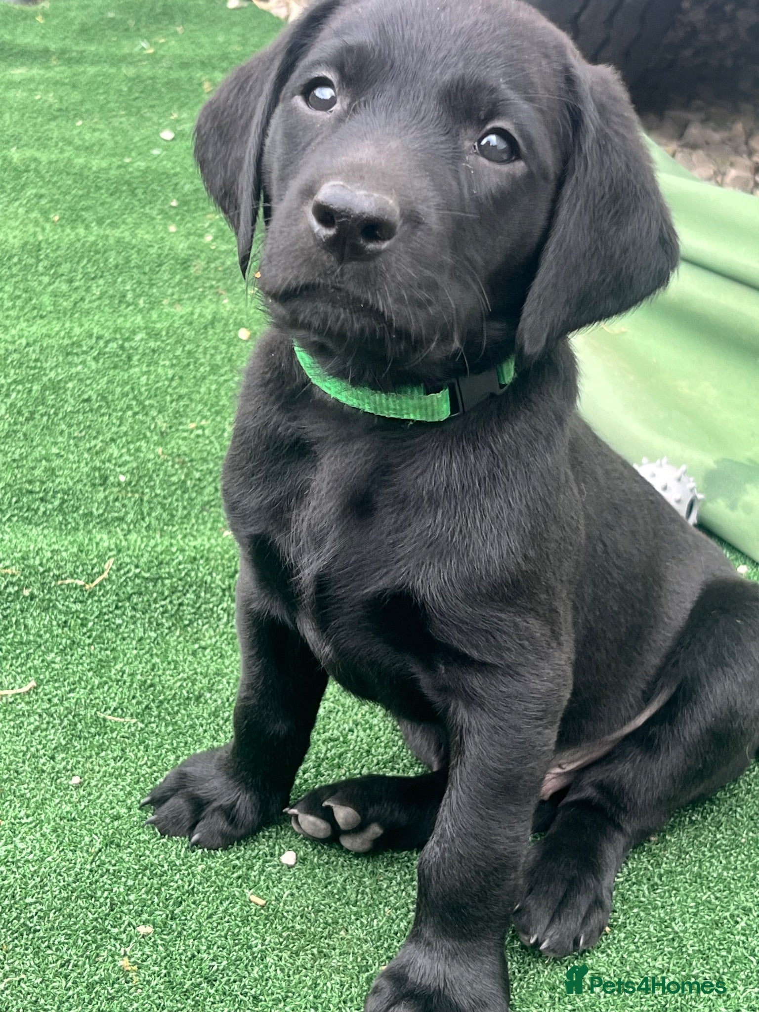 Labrador Retriever dogs Last girl available ready to leave labrador - Advert 1
