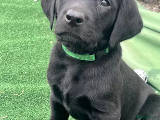 Labrador Retriever dogs Last girl available ready to leave labrador - Advert 1