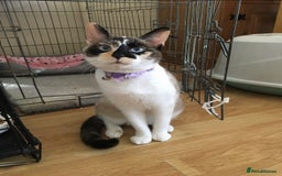 Mixed Breed cats for sale: Two adult cats for sale  - Image 5