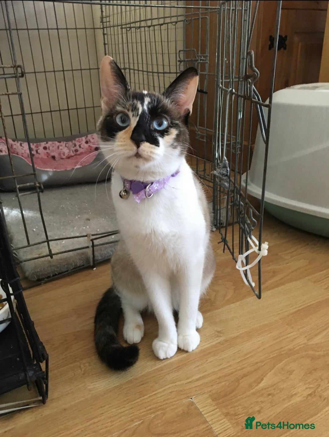 Mixed Breed cats for sale: Two adult cats for sale  - Image 5