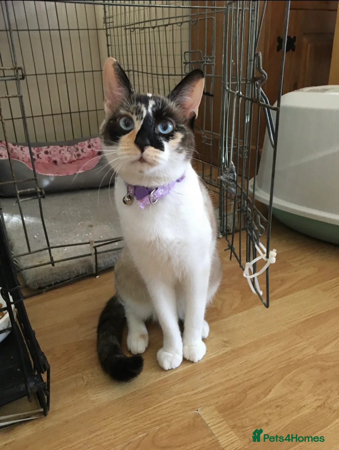 Mixed Breed cats for sale: Two adult cats for sale  - Advert 6