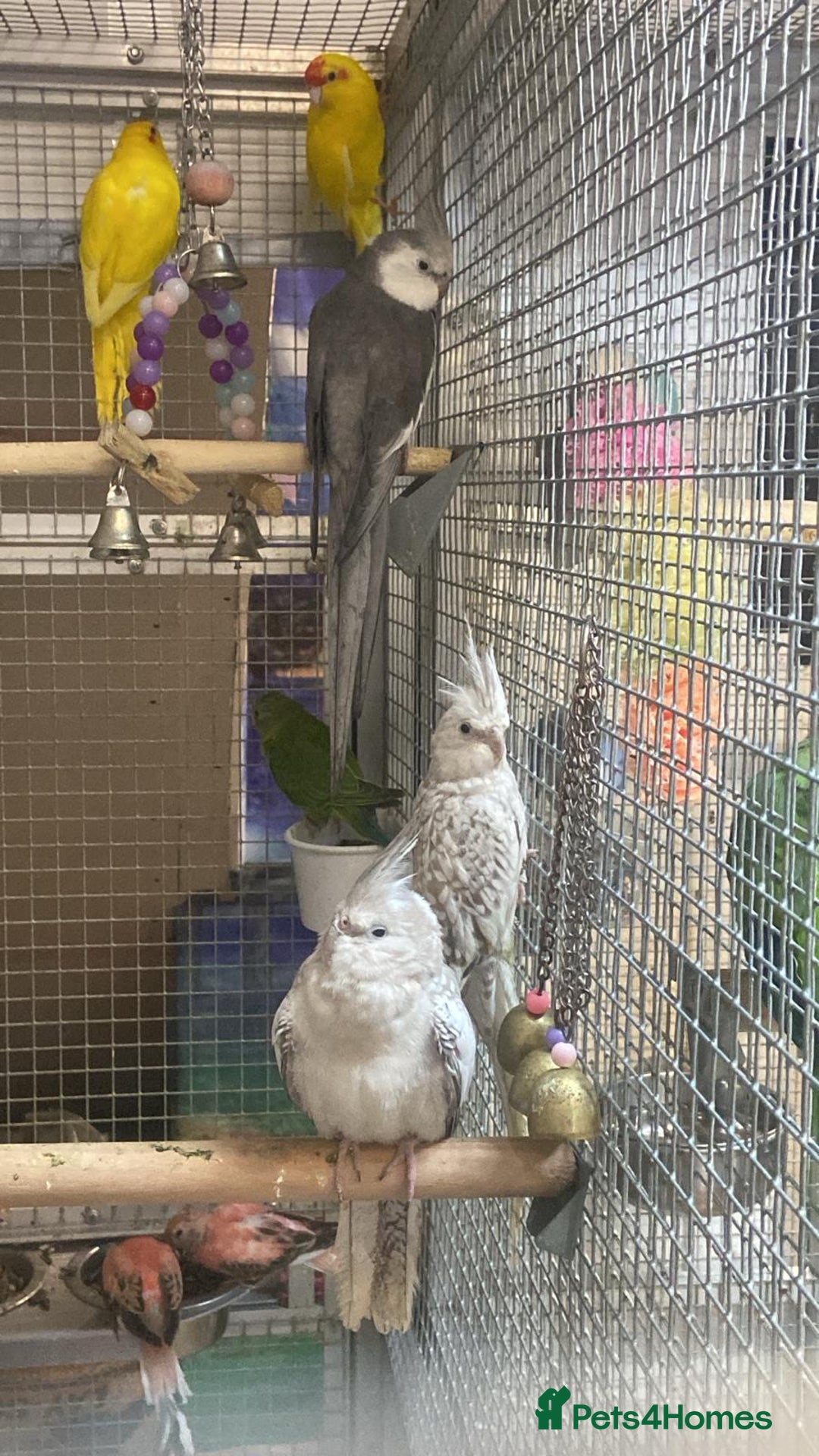 Parrots birds for sale: Available BIRDS/PARAKEETS/PARROTS  - Image 21