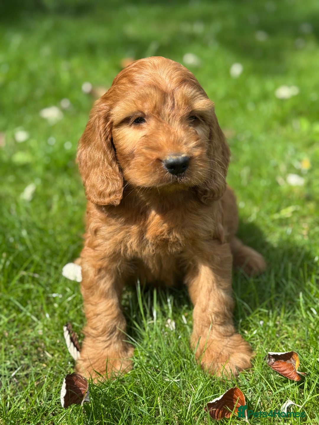 Cockapoo dogs for sale: BEAUTIFUL RED F1 COCKAPOO’S HEALTH TESTED PARENTS  - Image 7