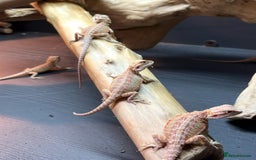 Bearded Dragon reptiles for sale: Baby bearded dragons ready for new homes !!🧡🦎 - Image 1