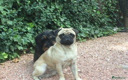 Pug dogs for stud: Champion Bloodline Male Pug Available for Breeding - Image 2