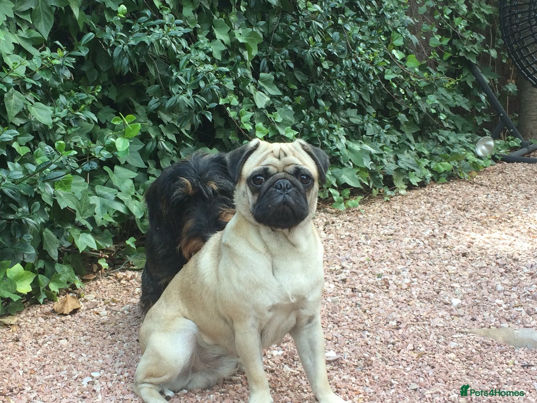 Pug dogs for stud: Champion Bloodline Male Pug Available for Breeding - Image 2